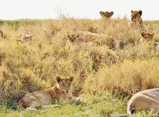 File:Serengeti National Park, Tanzania - panoramio (4).jpg - Wikipedia