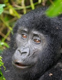 File:067 Mountain gorilla at Bwindi ...