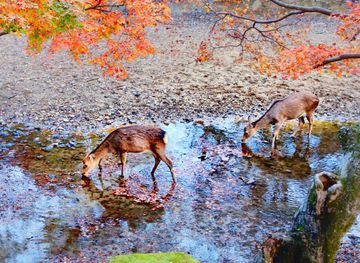 File:005 Autumn in Nara Park, Japan ...