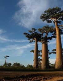 File:Allée des Baobabs near Morondava ...