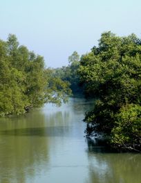 File:Mangrove Forest Katka Sundarban ...