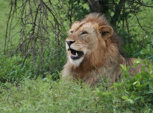 Free Images : african, male, kruger, national park, south africa, wildlife,  terrestrial animal, wilderness, masai lion, fauna, mane, grass, big cats,  grassland, organism, snout, safari, jungle, whiskers, savanna 3456x2304 -  MarlothDee -
