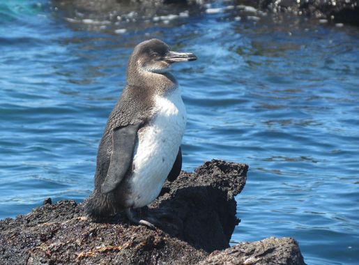 Free Images : sea, water, nature, bird, seabird, wildlife, beak, fauna,  penguin, marine, vertebrate, cormorant, ecuador, flightless, galapagos  islands 2816x2112 - - 1110256 - Free stock photos - PxHere