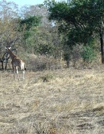 File:Troupeau de Girafe Dikala.jpg ...