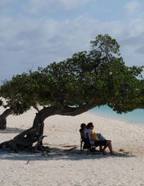 Bestand:Mangrove tree (Conocarpus ...