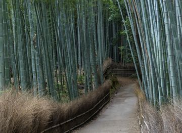 File:Bamboo Grove, Arashiyama, Kyoto ...