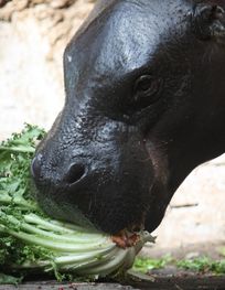 Pygmy hippopotamus - Wikipedia