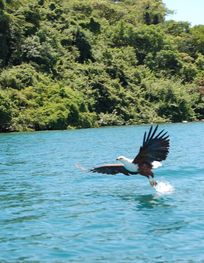 File:Lake Malawi fish eagle.jpg - Wikipedia