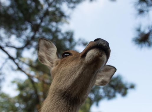 File:A deer in Nara park (15323765146).jpg - Wikimedia Commons