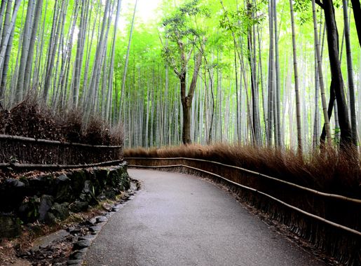 File:Bamboo forest 01.jpg - Wikipedia