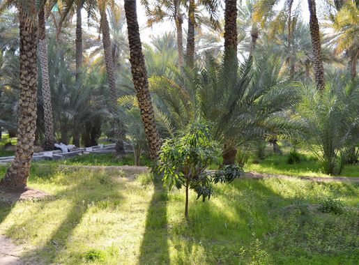 File:Al Ain Oasis A UNESCO World heritage site.jpg - Wikimedia Commons