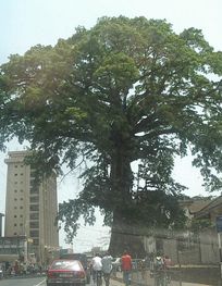 File:Cotton Tree (Sierra Leone).jpg ...