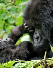 mountain gorillas. Volcanoes National ...