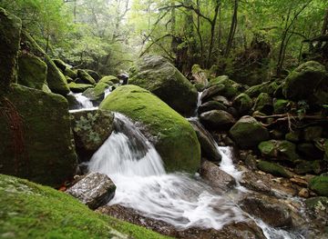 File:Shiratani Unsuikyo, Yakushima ...