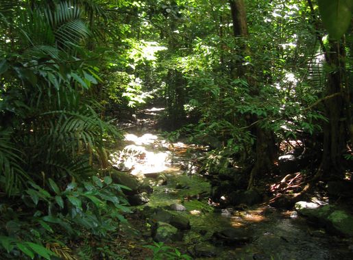 File:Daintree Rainforest 2.jpg - Wikimedia Commons