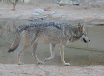 File:Arabian Wolf Al Ain Zoo 2.jpg ...
